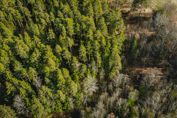 Birds eye view on wild forest area, pine forest background, spring time in nature