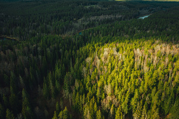 Birds eye view on wild forest area, pine forest background, spring time in nature