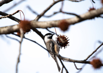 Black Capped Chickadee