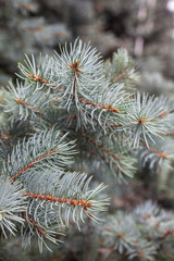 Naklejka na ściany i meble Branches of the Colorado blue spruce