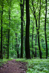 Fototapeta na wymiar The path in a green summer forest