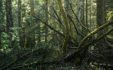 beautiful spring forest at sunset