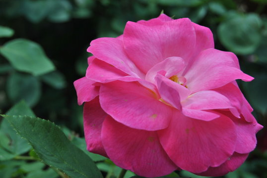 Rosa