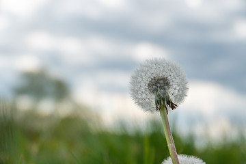 a dandelion plant stands on a meadow in spring
