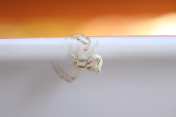 another world, unbelievable, microcosm, arachnid, focus, photo, fantastic 