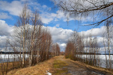 Trees on the shore of a frozen lake on a sunny spring day