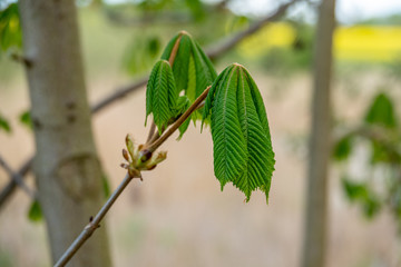 a young leaves of a chestnut grow on a branch in spring