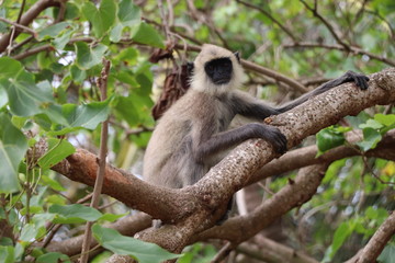 Langur Gris Nature Sri Lanka