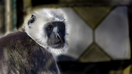 Colobus Monkey...