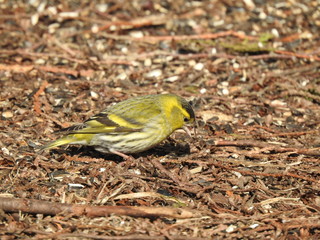 Siskin on the ground