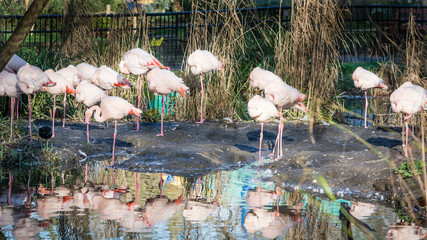 Flamingo - wading bird - obrazy, fototapety, plakaty