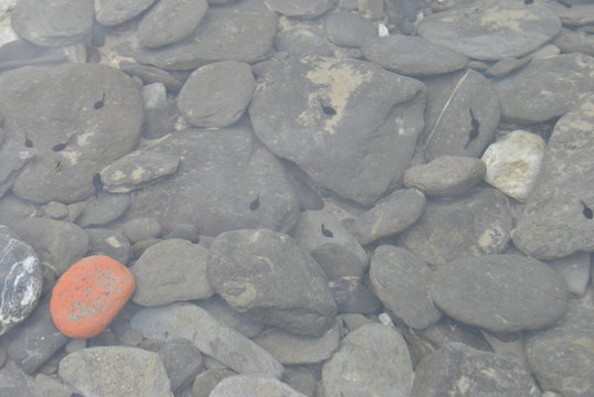 Renacuajos en el r&iacute;o