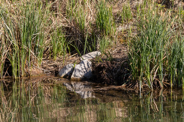 Uferbewuchs an der Donau in Niederbayern