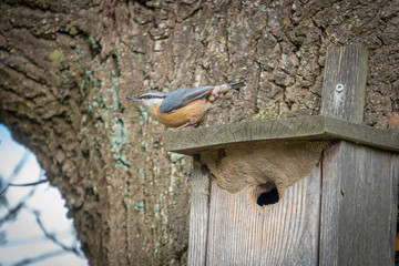nuthatch is at his bird house and looks around