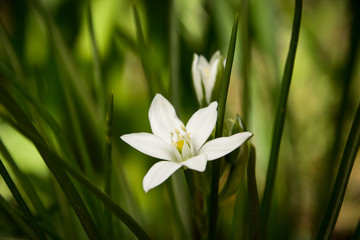 White spring flower named garden star-of-Bethlehem (Ornithogalum umbellatum), grass lily, nap-at-noon, or eleven-o'clock lady, shallow depth of field