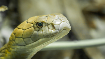 King Cobra -  Venomous s
Snake