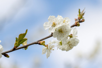 one branch with white cherry blossoms in spring