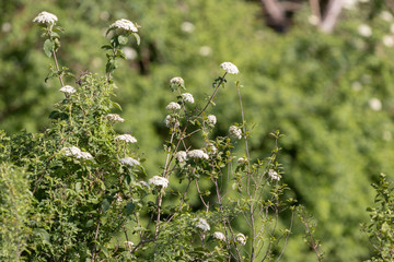 Weisse Blumen, Pflanzen am Donauufer