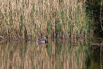 Ente am Schilff an der Donau