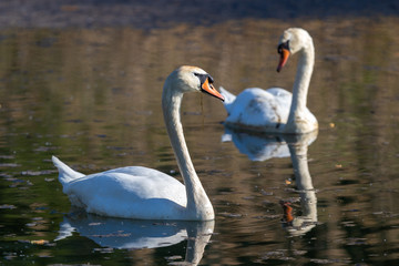 Schwan, Schwanenpaar an der Donau