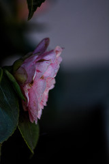 camellia rose