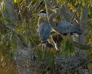 Great Blue Heron nest with chicks, California, USA