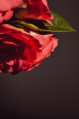 red rose petals
