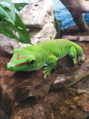 Phelsuma madagascariensis
green gecko
фельзума мадагаскарская
зеленый геккон