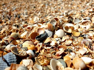 shells, сoast
берег из ракушек