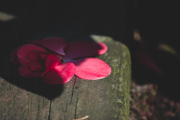 flower on a wooden background
