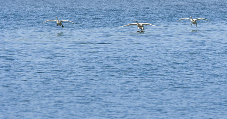 Fototapeta na wymiar Synchronlandung der drei Schwäne am See