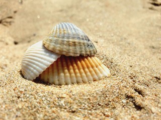 shells, сoast, sand
берег из ракушек и песка