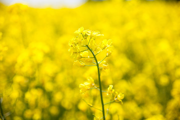 Yellow rapeseed flowers (Brassica napus)