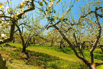 Obraz premium Apple orchard trees in spring blossom. 