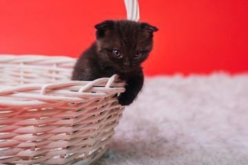 Small, black kitten on a red background. A lop-eared kitten sits in a white wicker basket. Studio photo
