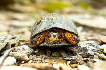 Box Turtle looking out of shell.  