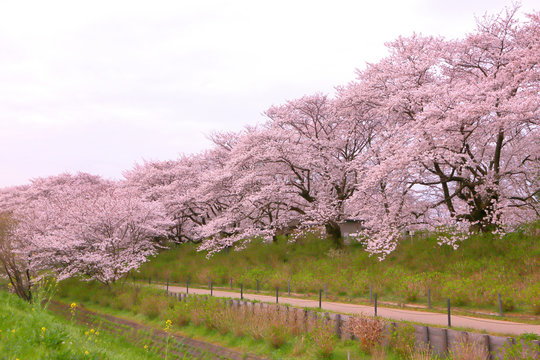 A walkway of cherry blossom trees.