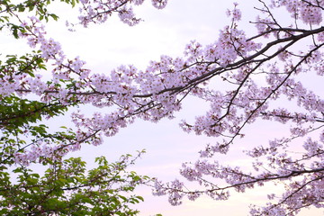 Obraz na płótnie Canvas Cherry blossoms photographed from a low angle.