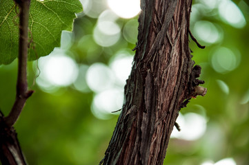 Obraz premium green leaves on tree