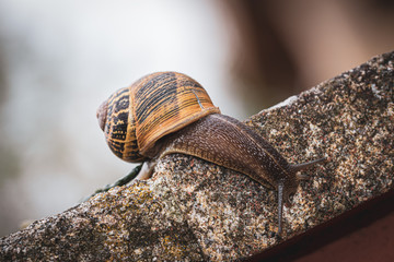 close up of a snail