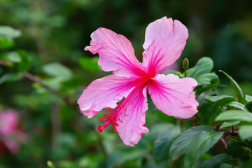pink flower of a Hibiscus tree