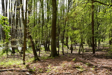 Sonnige Waldlandschaft mit Moor 