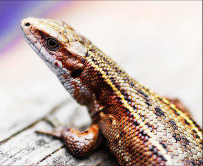 Fragment of a lizard closeup