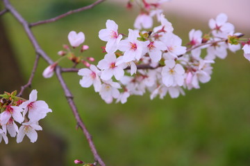Close-up of cherry blossoms blooming on twigs.