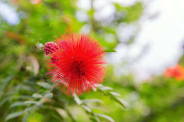 red flower of a Mimosoideae tree