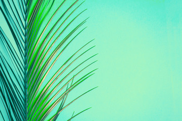 Tropical palm leafon color background