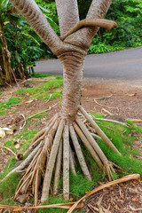 root system of a pandanus tree