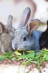 gray, black little rabbits eat green grass