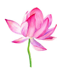Hand drawn watercolor botanical illustration of Lotus flower pink.