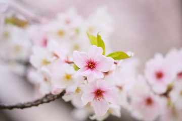 A close-up of the cherry blossoms, which is a small flower but gives you a feeling of vitality.